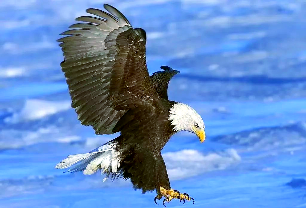 开云体育APP下载葡萄牙体育训练开放日，今晚单刀错失引欢呼，CBA常规赛在即，球探报告显示潜力的简单介绍